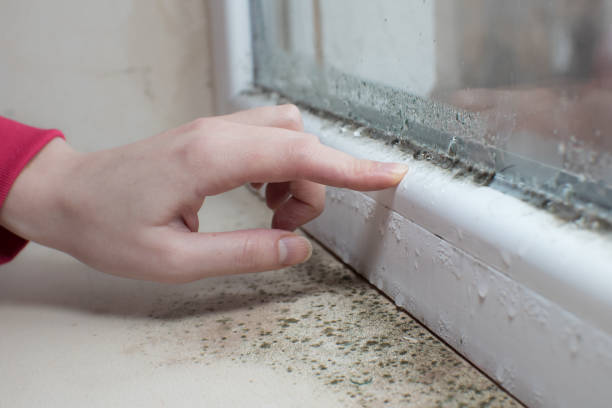 Best Crawl Space Mold Remediation  in Sands Point, NY